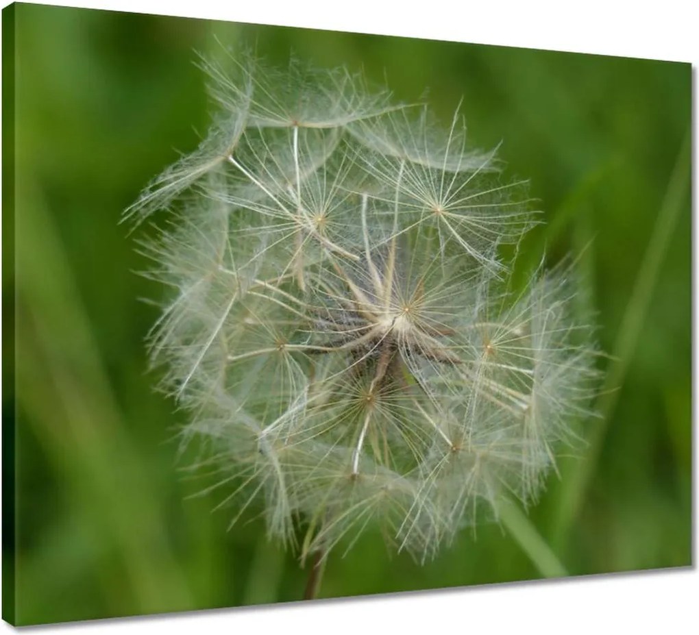 Vászonkép 50x40 Pitypang Virág Virágok