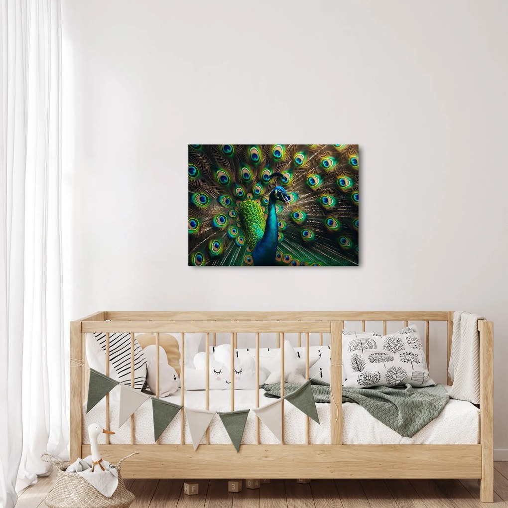 Kép – Pávatoll (70x50 cm)