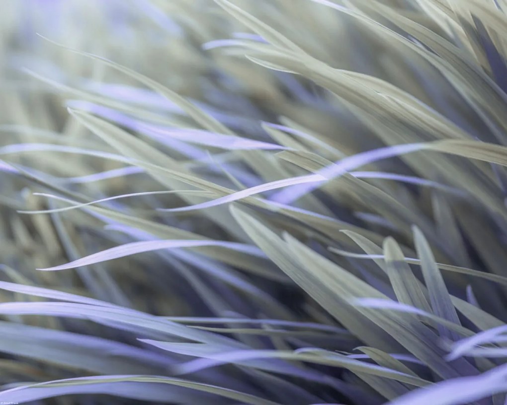 Poszter 50x40cm Fű, Assaf Frank