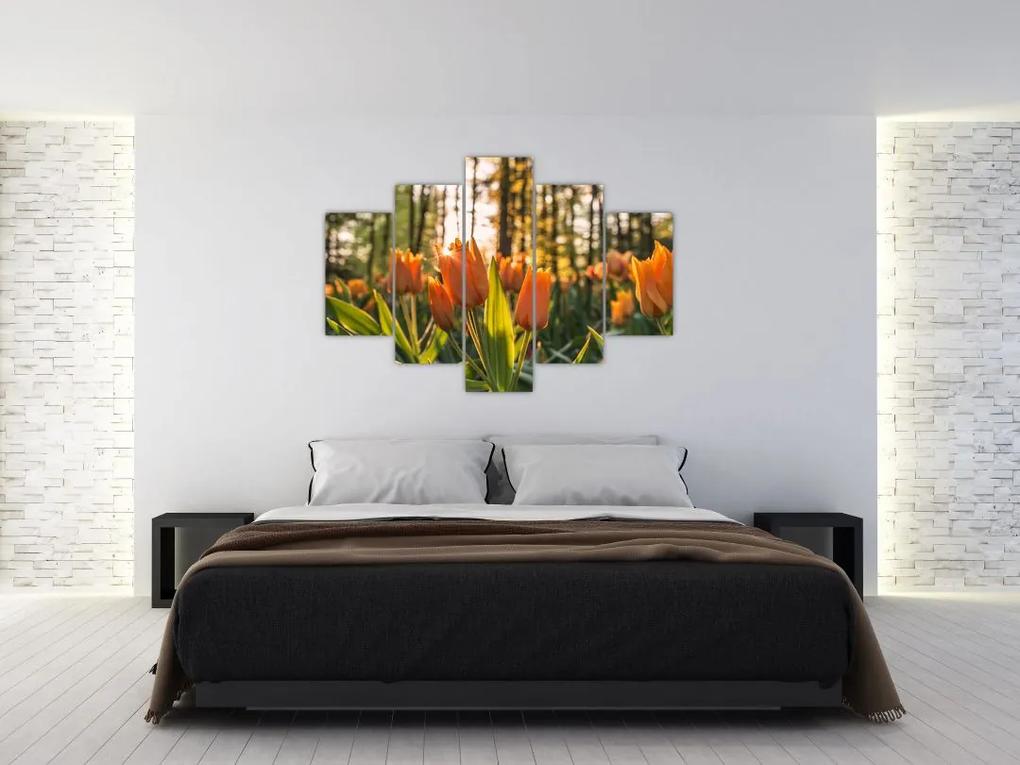 Narancssárga tulipán képe (150x105 cm)
