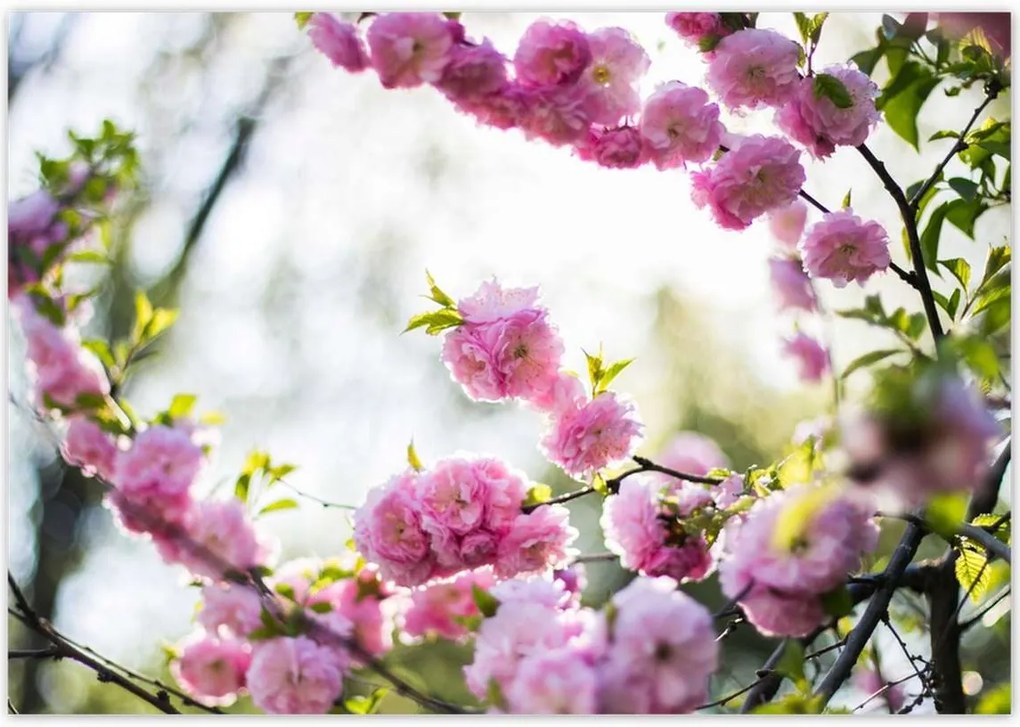 Poszterek 100x70 Rózsaszín virágok Gyönyörű