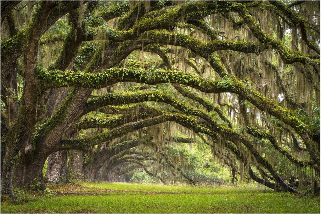 Kép - Oaks Avenue, Charleston, Dél-Karolina, Egyesült Államok (90x60 cm)