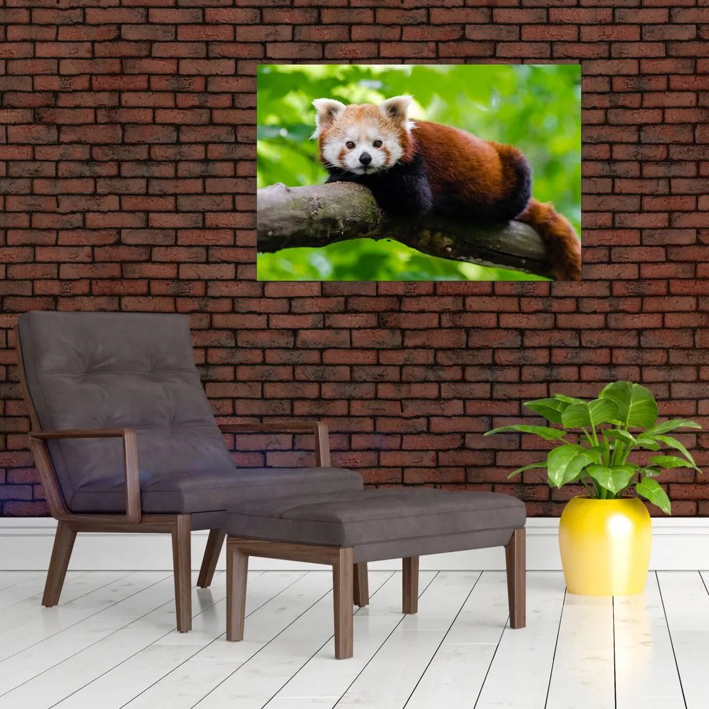 A vörös panda képe (90x60 cm)