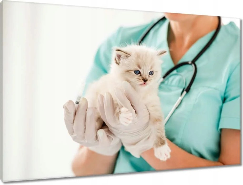 Vászonkép 90x60 Cica állatorvos klinika