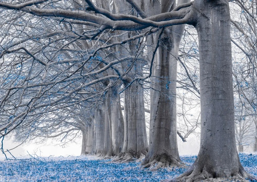 Poszter 29,7x21cm Fák egy sorban Kék levelek, Assaf Frank