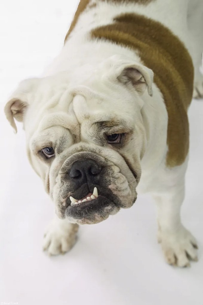 Poszter 20x30cm Brit bulldog, fehér alapon, Assaf Frank