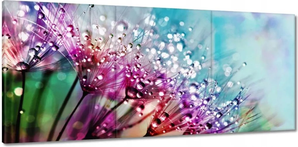 Vászonkép 150x70 Harmatcseppek Pitypang