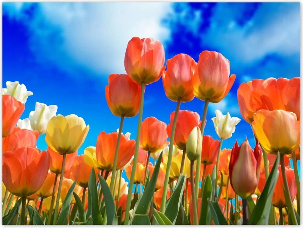 Poszterek 40x30 Színes tulipánok