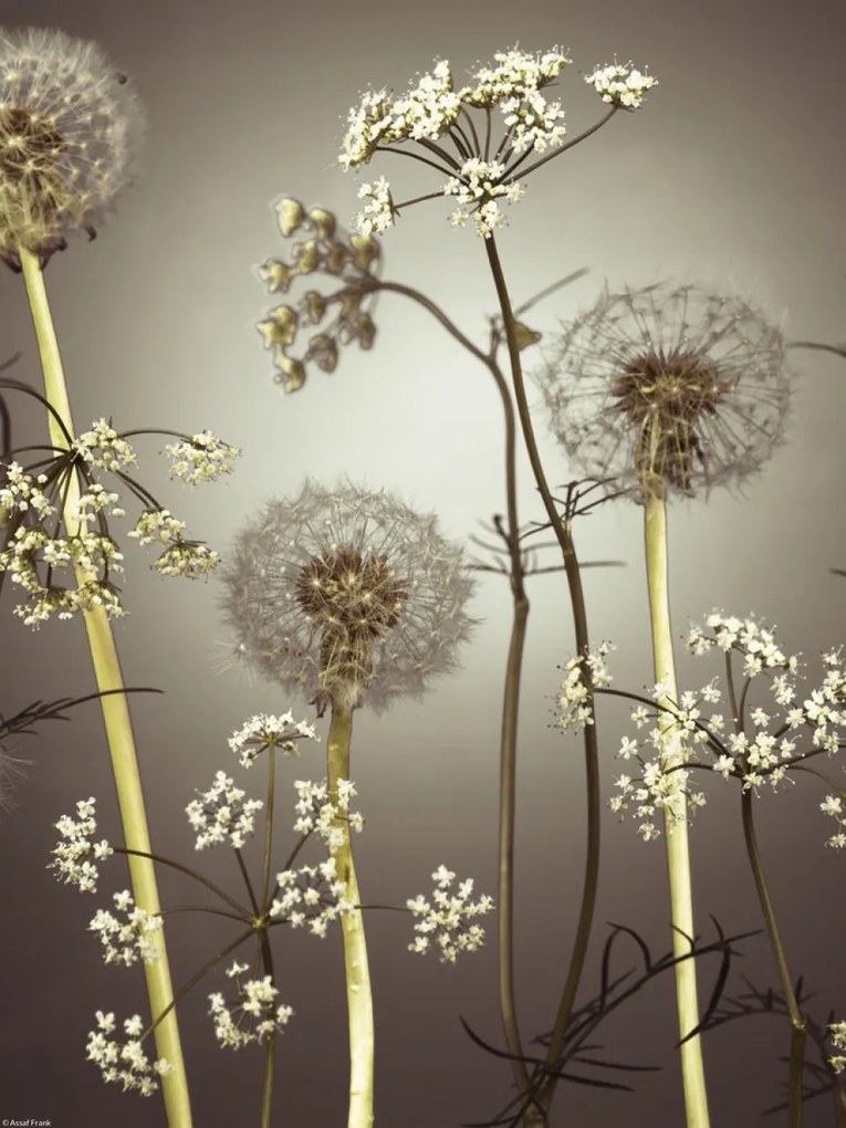 Poszter 30x40cm Réti virágok 4, Assaf Frank