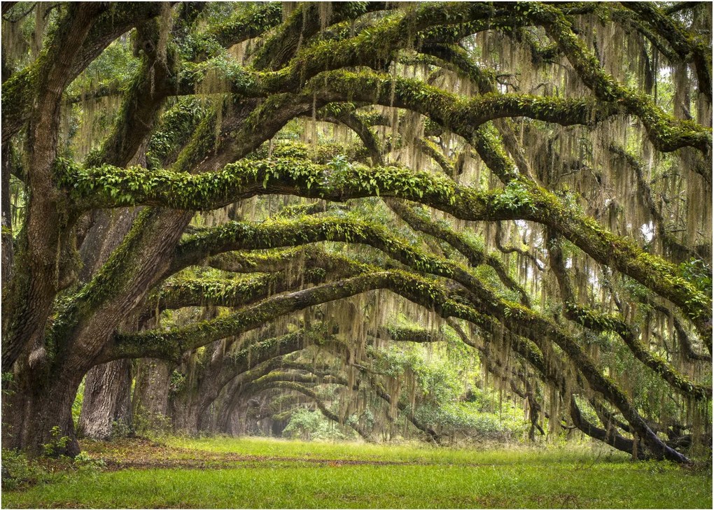 Kép - Oaks Avenue, Charleston, Dél-Karolina, Egyesült Államok (70x50 cm)