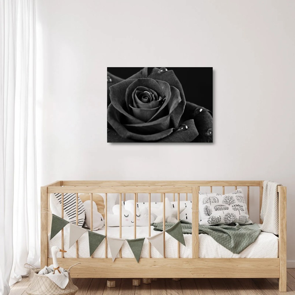 Üveg kép - Bíborvörös rózsa (70x50 cm)