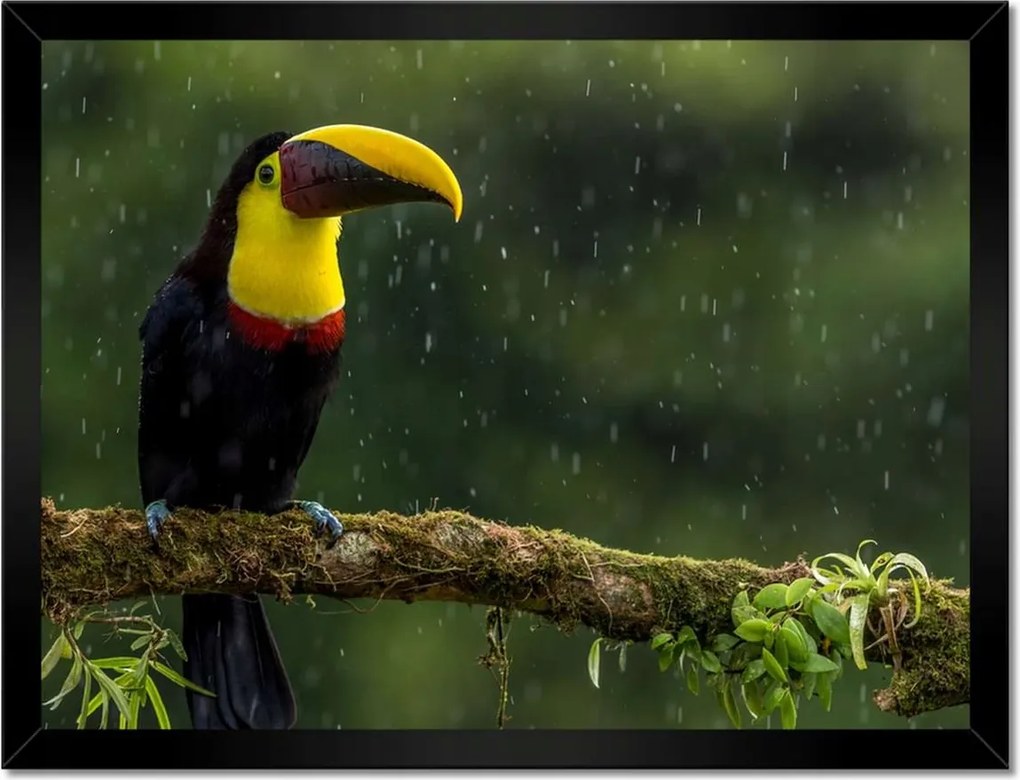 Poszterek keretben 40x30 Madarak