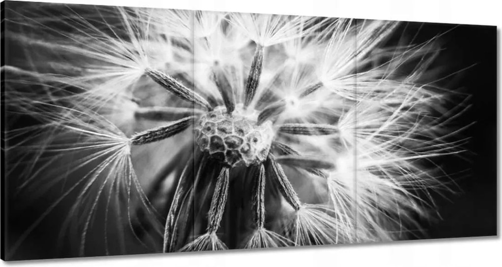 Vászonkép 120x60 Pitypang Virág Virágok