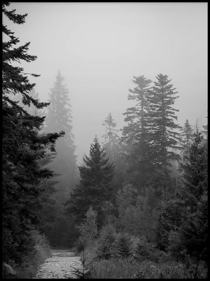 Poszter 15x21cm fák erdő köd fotó táj hegyek fekete-fehér