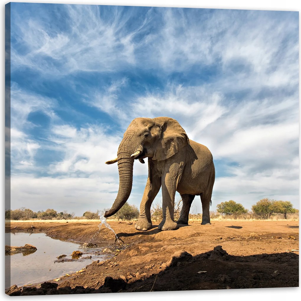 Vászonkép Nagy elefánt a szavannán Homok 40X40 cm Ideális ajándék