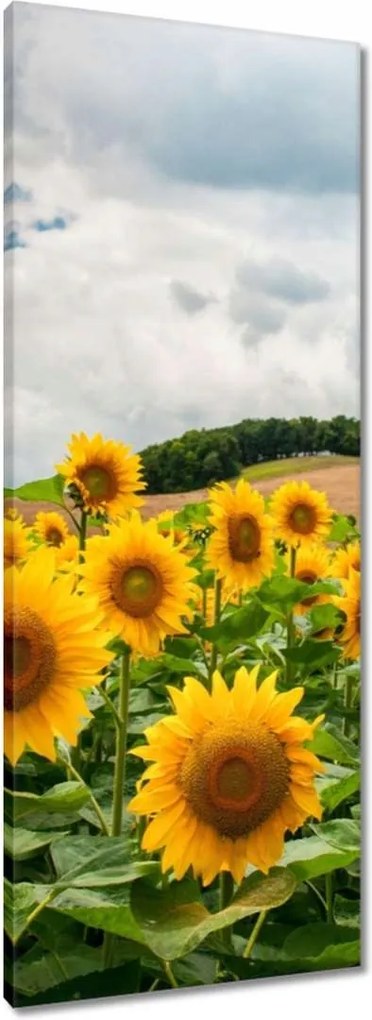Vászonkép 40x100 Tájkép napraforgókkal