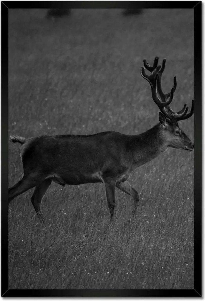 Poszterek keretben 40x60 Szarvas a tisztáson