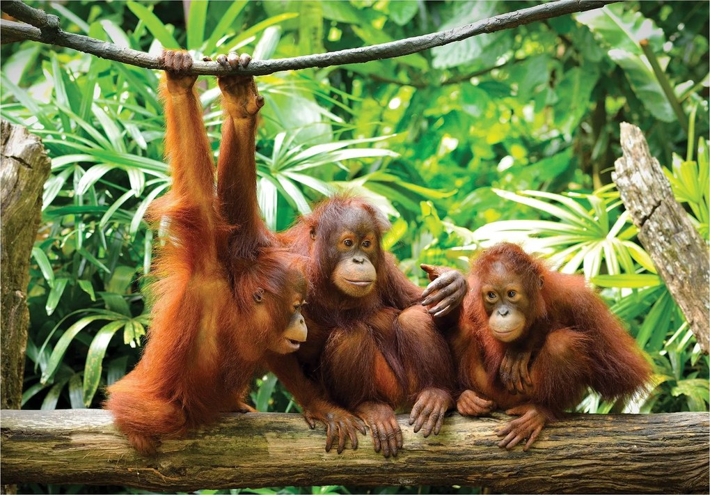 Flizelin fotótapéta Orangutánok a trópusokon egzotikus 254x184 +ragasztó