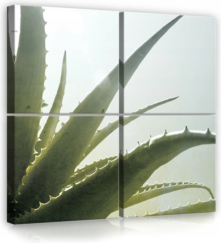 Vászonkép 50x50 Aloe Vera természet frissesség zöld fény nap növény