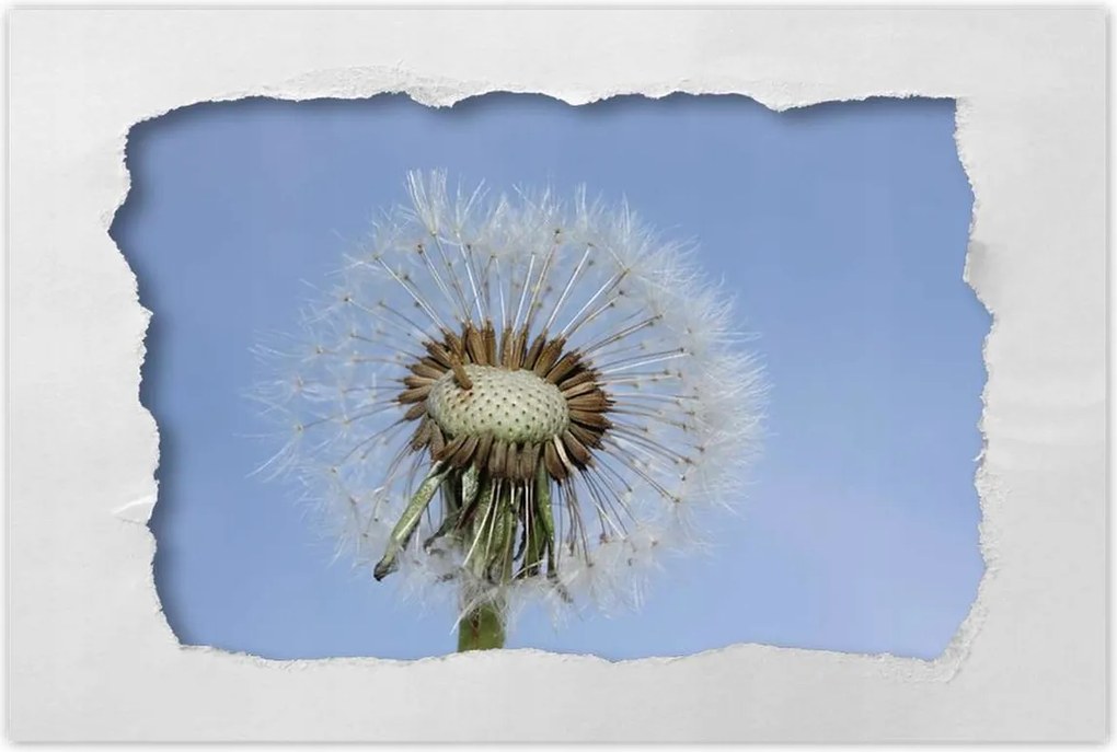 Poszterek 90x60 Pitypang Virág Virágok