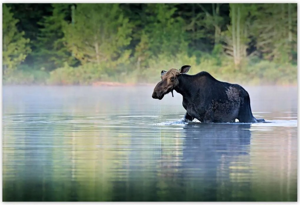 Poszterek 185x125 Szarvas Állatok