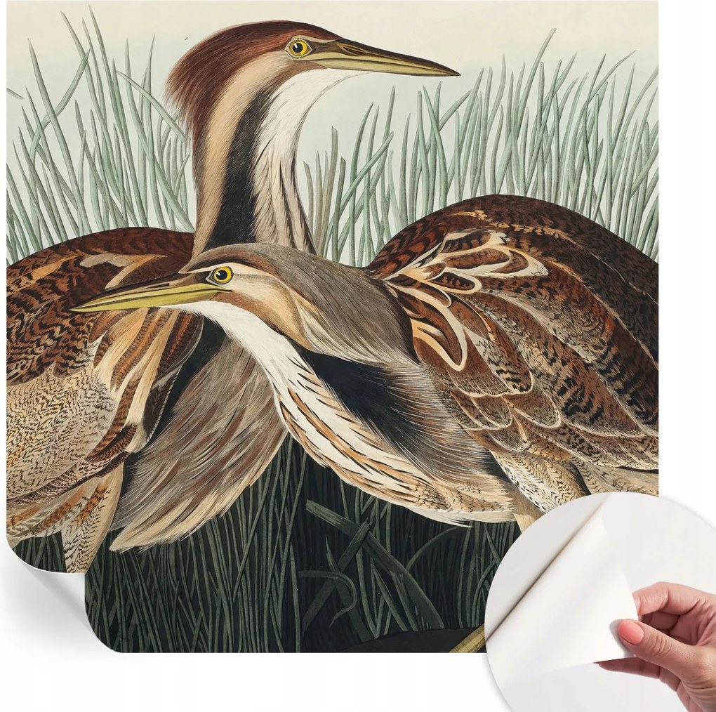 Divatos öntapadós fali tapéta Madarak realisztikus 250x250 cm