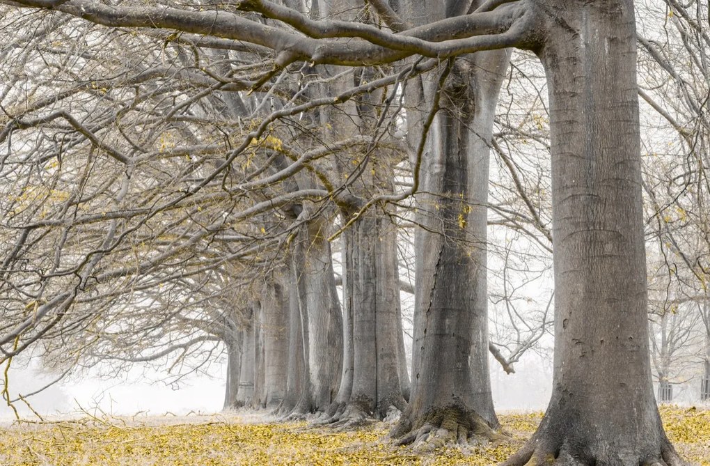 Poszter 91,5x60cm Fák egy sorban sárga levelek, Assaf Frank