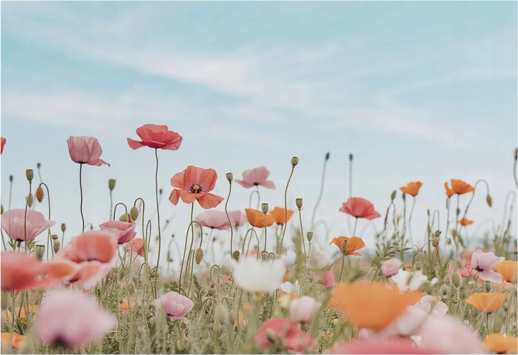 Flizelin fotótapéta Flizelin Design pipacs virágok 152x104 ragasztó