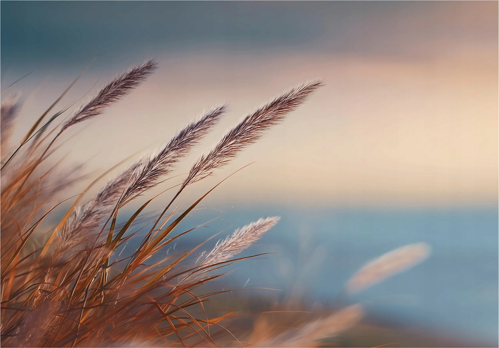 Fotótapéta Fű Természet Bézs Hálószoba Nappali Tapéta Flizelina 350x250