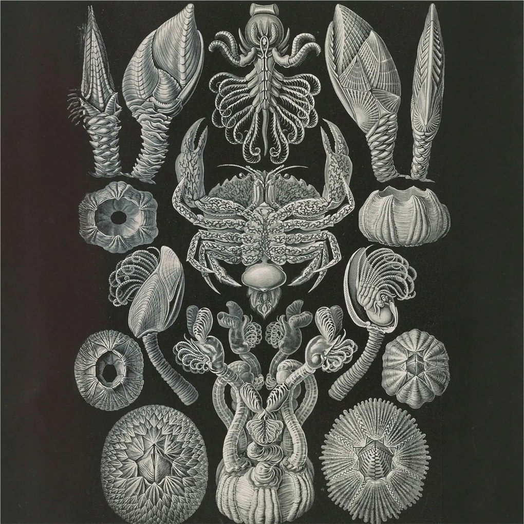 Stílusos Dekoratív Fotótapéta Flizelin Vízalatti formák 250x250 Ragasztó