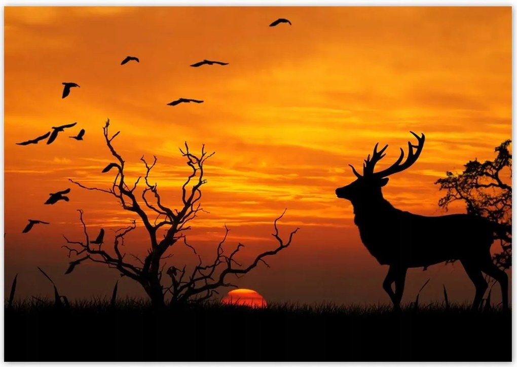 Poszterek 100x70 Szarvas és naplemente