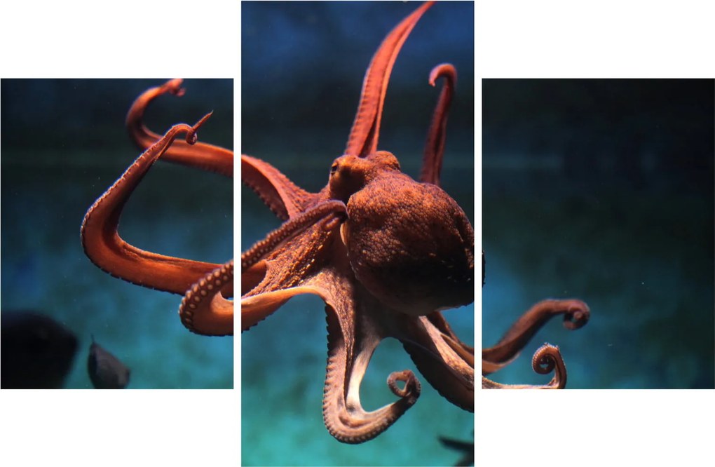 Kép - Octopus (90x60 cm)