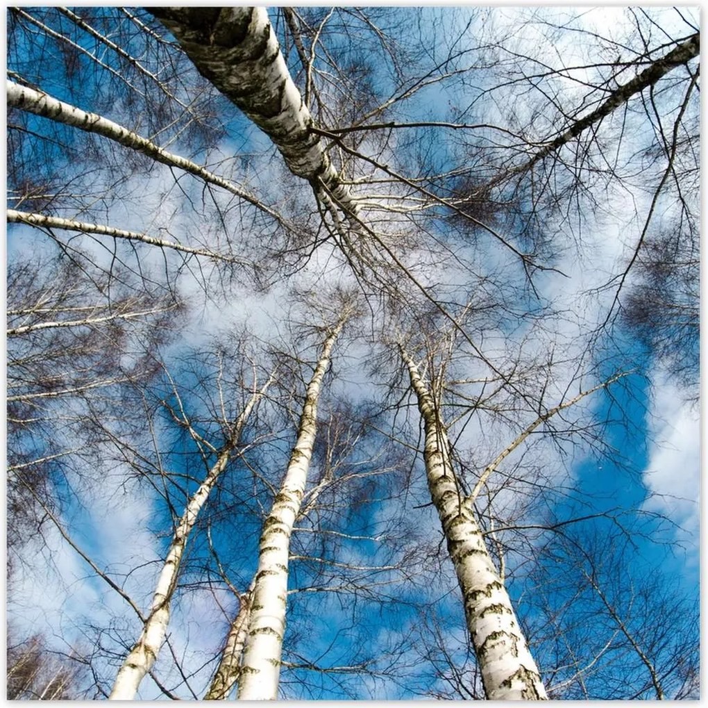 Poszterek 100x100 Nyírfa