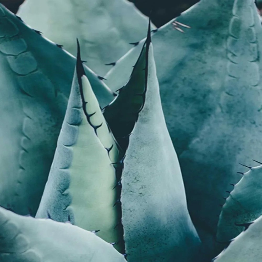 Gario Paraván A buja agave Méret: 180 x 170 cm, Kivitelezés: Klasszikus paraván