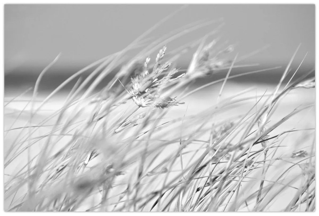 Kép - Strandfű (90x60 cm)