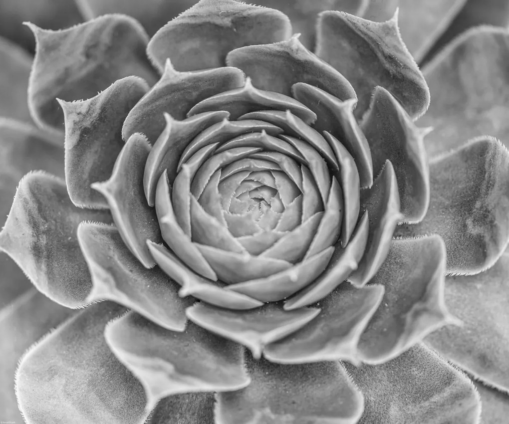 Poszter 60x50cm Közelkép pozsgásokról, Assaf Frank