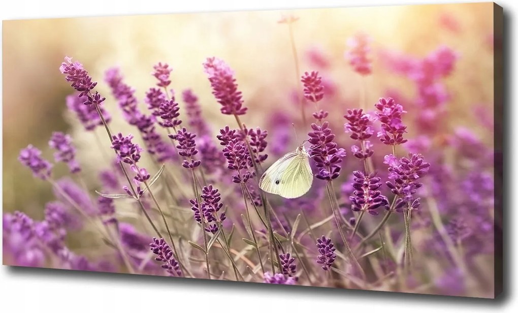 Canvas falikép Levendula 100x70 cm