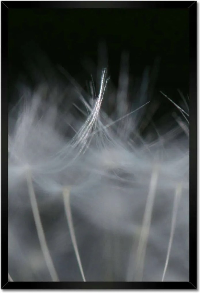 Poszterek keretben 40x60 Pitypang Virág Virágok