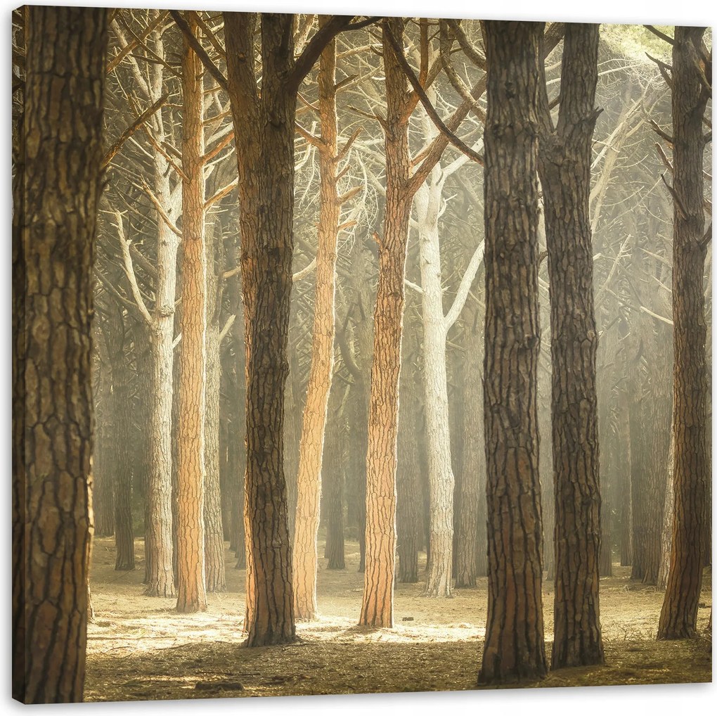 Vászonkép Fák Fény Természet Erdő 60X60 cm Ideális ajándék