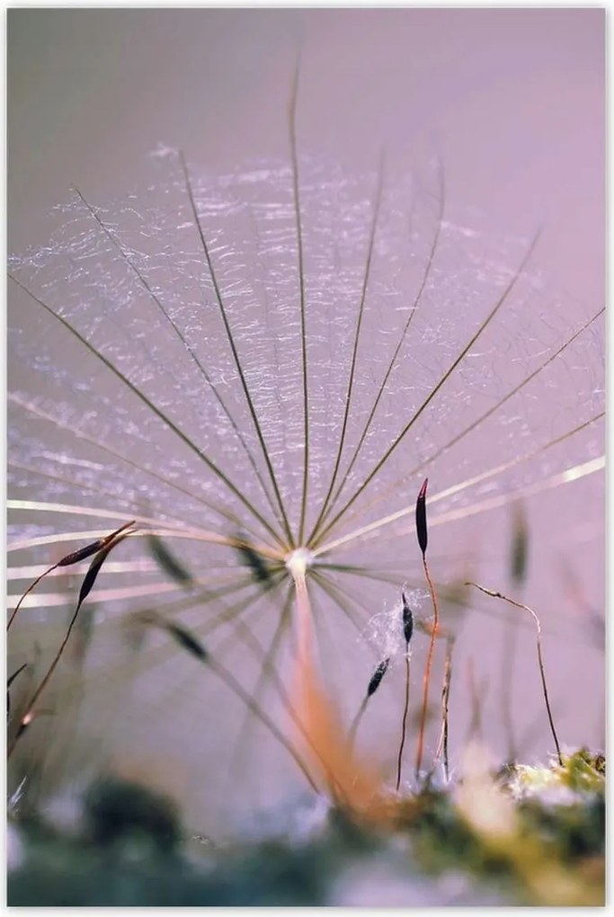 Poszterek 80x120 Pitypang pitypang