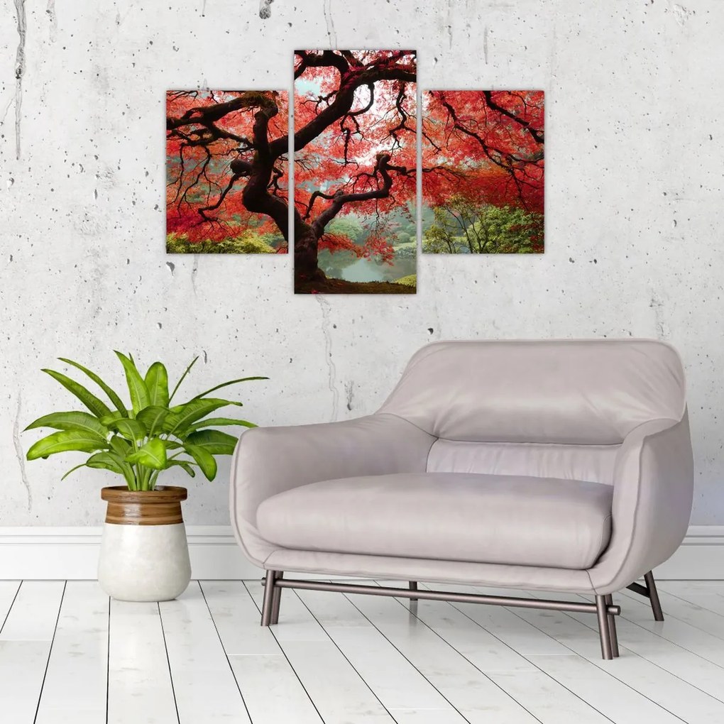 Red Japanese Maple, Portland, Oregon képe (90x60 cm)