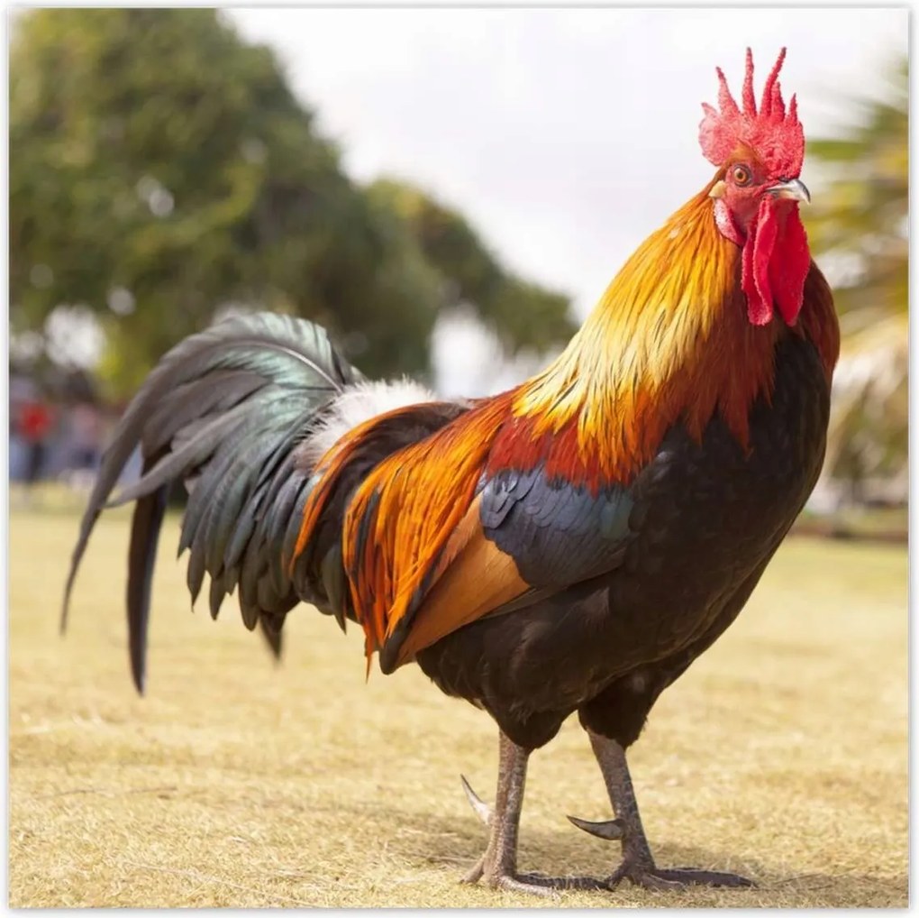 Poszterek 140x140 Kakas