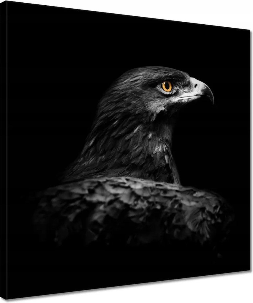 Vászonkép 40x40 Sas fekete alapon