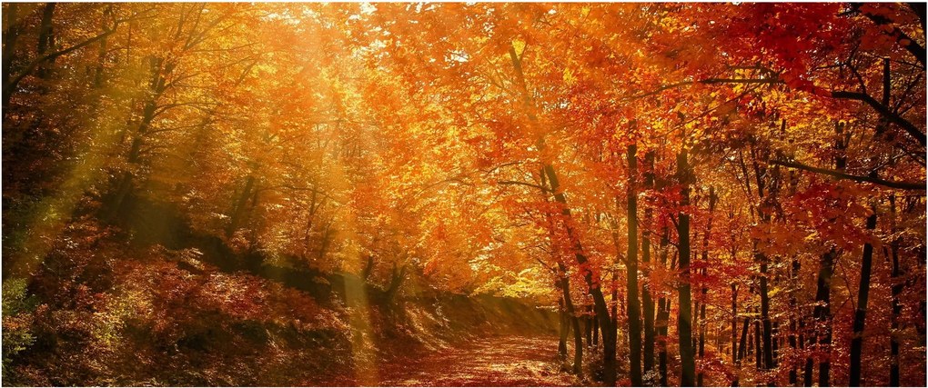 Őszi erdő képe (120x50 cm)