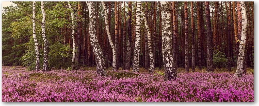 Modern üvegpanel a konyhába Lápvidék XXL