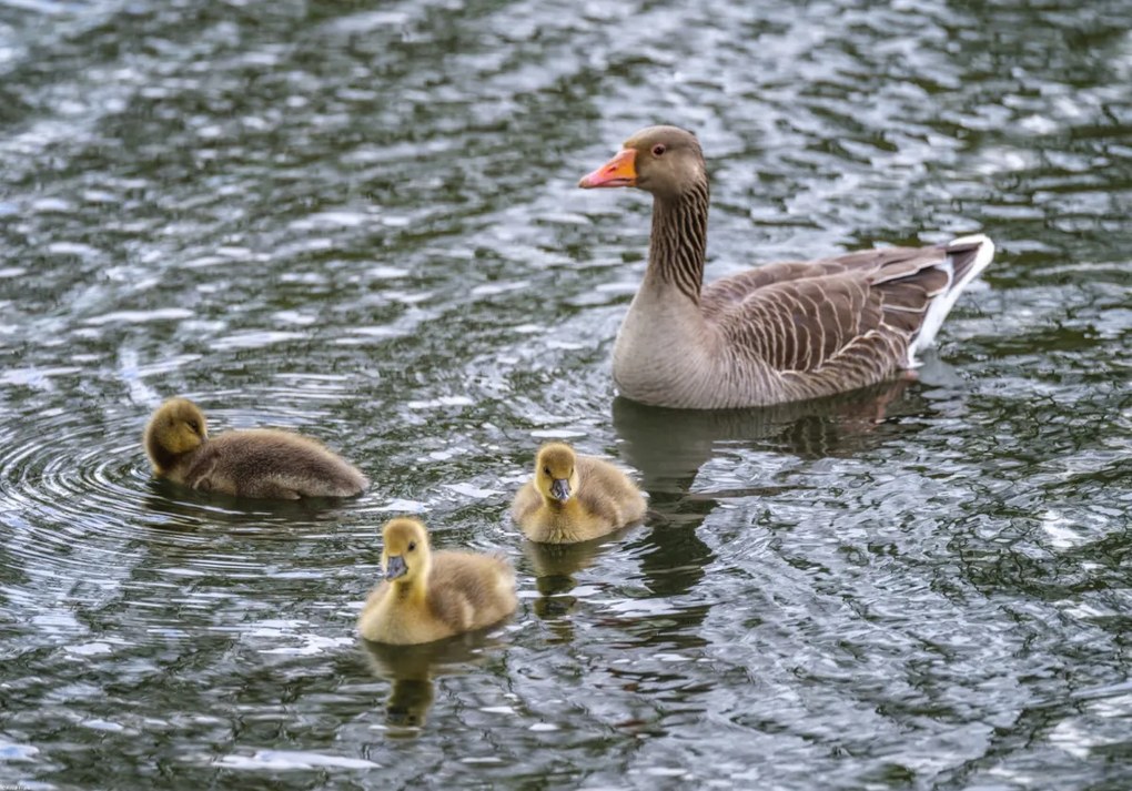Poszter 66,5x46,5cm Lúd és anyja, Assaf Frank