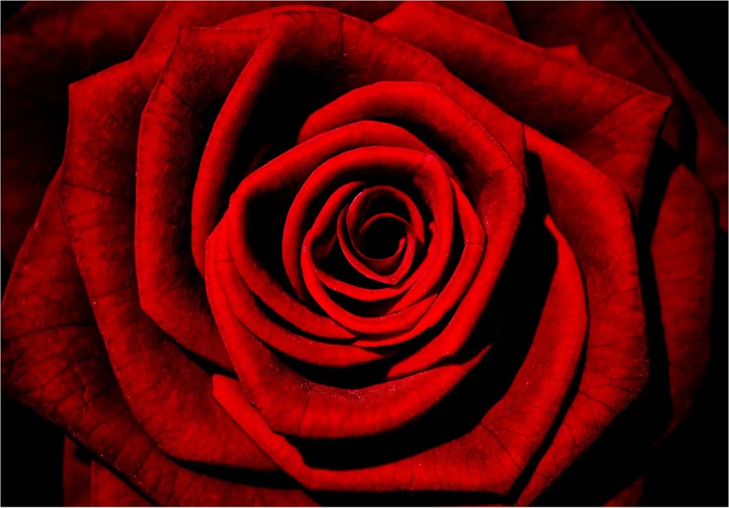 Flizelin fotótapéta Vörös rózsa bársony elegancia 368x280 +ragasztó