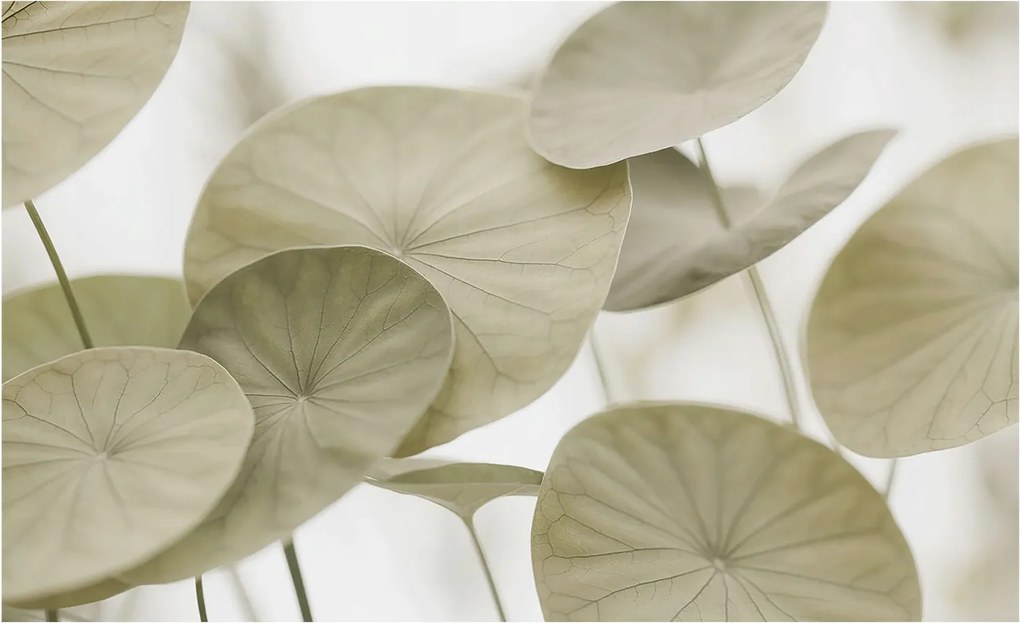 Fotótapéta Fali tapéta Hálószoba Nappali Természetes elegancia 416x254