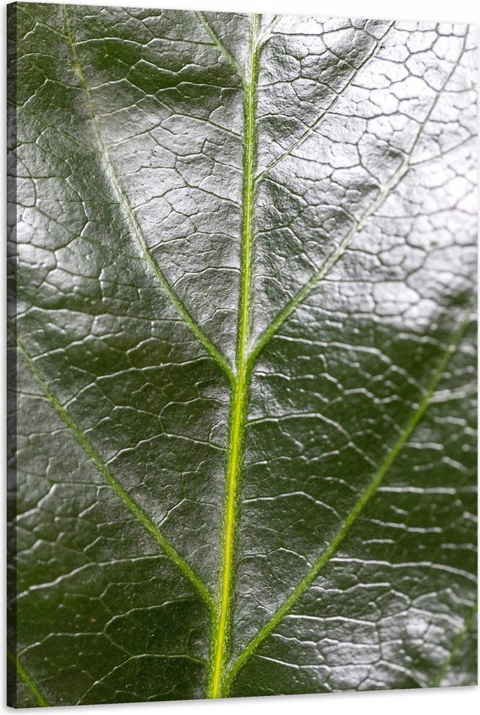 Botanika Vászonkép Zöld levél 60x90 cm