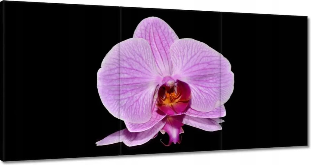 Vászonkép 180x90 Lila orchidea